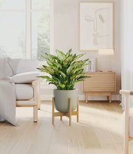 Load image into Gallery viewer, Sage Green stand:bamboo
