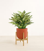 Load image into Gallery viewer, Earth Red stand:bamboo
