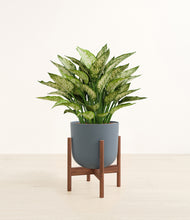 Load image into Gallery viewer, Iron Gray stand:walnut
