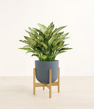 Load image into Gallery viewer, Iron Gray stand:bamboo
