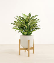 Load image into Gallery viewer, Natural Bamboo stand:bamboo
