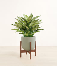 Load image into Gallery viewer, Sage Green stand:walnut
