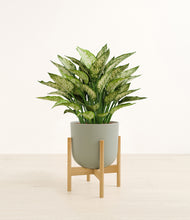 Load image into Gallery viewer, Sage Green stand:bamboo
