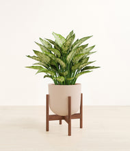 Load image into Gallery viewer, Sandy Pink stand:walnut
