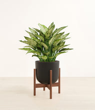 Load image into Gallery viewer, Stone Black stand:walnut
