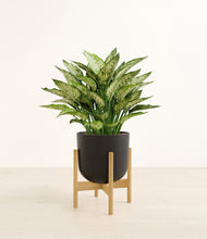 Load image into Gallery viewer, Stone Black stand:bamboo
