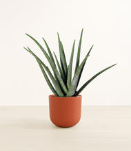 Load image into Gallery viewer, Earth Red*****Profile
