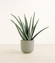 Load image into Gallery viewer, Sage Green*****Profile
