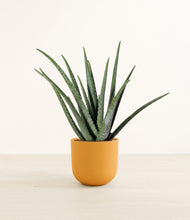 Load image into Gallery viewer, Sunset Orange*****Profile

