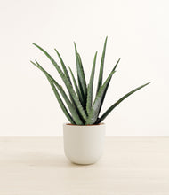 Load image into Gallery viewer, Natural Bamboo*****Profile
