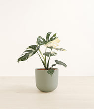 Load image into Gallery viewer, Sage Green*****Profile
