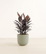 Load image into Gallery viewer, Sage Green*****Profile

