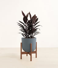 Load image into Gallery viewer, Iron Gray stand:walnut
