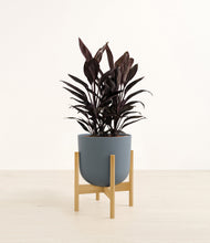 Load image into Gallery viewer, Iron Gray stand:bamboo
