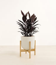 Load image into Gallery viewer, Natural Bamboo stand:bamboo
