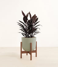 Load image into Gallery viewer, Sage Green stand:walnut
