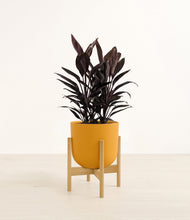 Load image into Gallery viewer, Sunset Orange stand:bamboo
