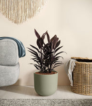 Load image into Gallery viewer, Sage Green
