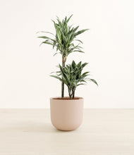 Load image into Gallery viewer, Sandy Pink*****Profile
