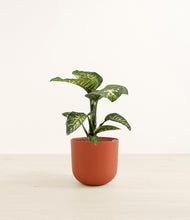 Load image into Gallery viewer, Earth Red*****Profile
