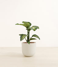 Load image into Gallery viewer, Natural Bamboo*****Profile
