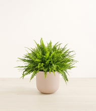 Load image into Gallery viewer, Sandy Pink*****Profile
