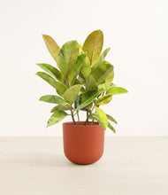Load image into Gallery viewer, Earth Red*****Profile
