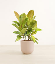 Load image into Gallery viewer, Sandy Pink*****Profile

