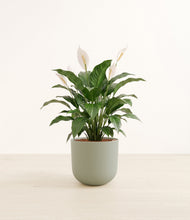 Load image into Gallery viewer, Sage Green*****Profile
