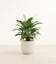 Load image into Gallery viewer, Natural Bamboo*****Profile
