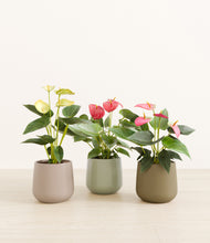 Load image into Gallery viewer, Earthy*****Profile
