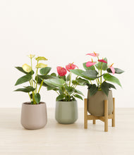 Load image into Gallery viewer, Earthy stand:one_stand
