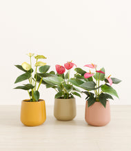 Load image into Gallery viewer, Evening Sky*****Profile
