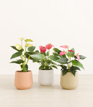 Load image into Gallery viewer, Sandy*****Profile
