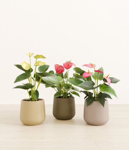 Woodland*****Profile