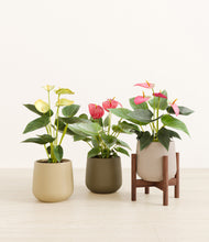 Load image into Gallery viewer, Woodland stand:one_stand
