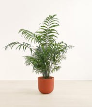 Load image into Gallery viewer, Earth Red*****Profile

