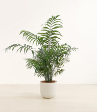 Load image into Gallery viewer, Natural Bamboo*****Profile
