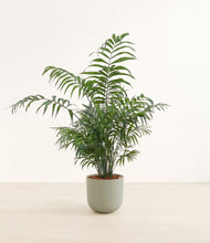 Load image into Gallery viewer, Sage Green*****Profile

