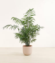Load image into Gallery viewer, Sandy Pink*****Profile
