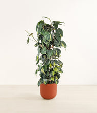 Load image into Gallery viewer, Earth Red*****Profile

