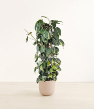 Load image into Gallery viewer, Sandy Pink*****Profile
