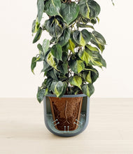 Load image into Gallery viewer, Iron Gray stand:all
