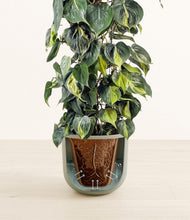 Load image into Gallery viewer, Sage Green stand:all
