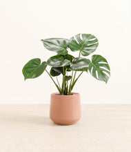 Load image into Gallery viewer, Calm Rose*****Profile
