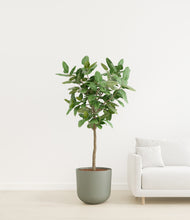 Load image into Gallery viewer, Sage Green
