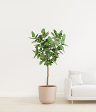 Load image into Gallery viewer, Sandy Pink
