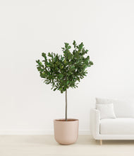 Load image into Gallery viewer, Sandy Pink
