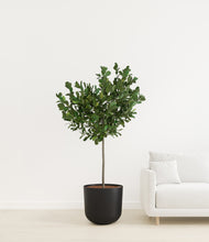 Load image into Gallery viewer, Stone Black
