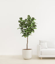 Load image into Gallery viewer, Natural Bamboo
